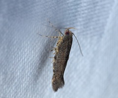 Pyroderces