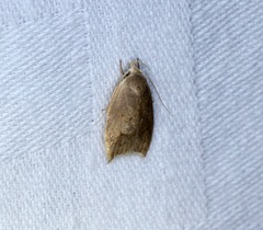 Scythropiodes