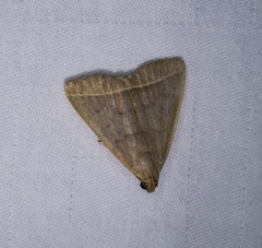 Simplicia cornicalis