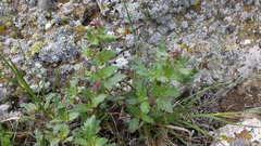 Scrophularia rupestris