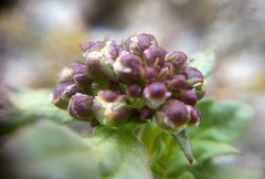 Scrophularia rupestris