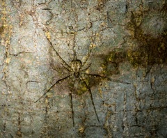 Hersilia albomaculata