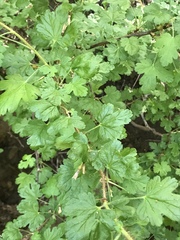 Ribes divaricatum