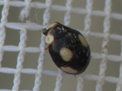 Hyperaspis rotunda
