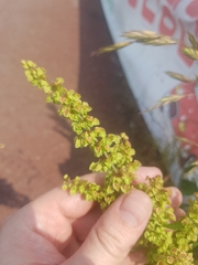 Rumex