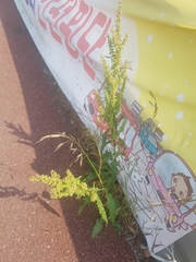 Rumex