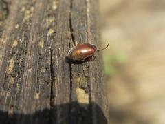 Atomaria lewisi