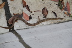 Oligodon formosanus