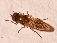Chloromyia formosa