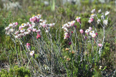 Achyranthemum affine