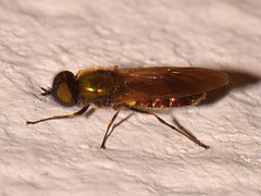 Chloromyia formosa