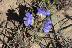 Blepharis procumbens