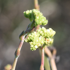 Crassula mollis