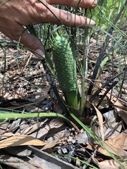 Macrozamia pauli-guilielmi