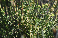 Crassula mollis