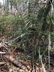 Macrozamia pauli-guilielmi