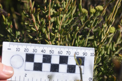 Crassula mollis