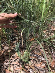 Macrozamia pauli-guilielmi