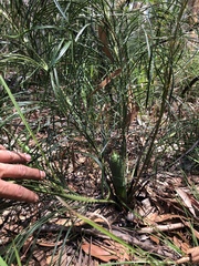 Macrozamia pauli-guilielmi