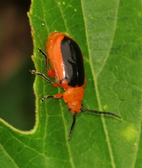 Disonycha discoidea