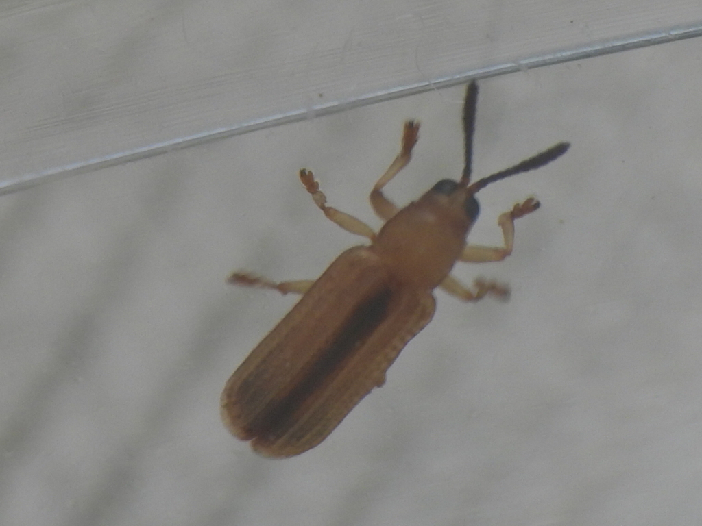 Anisostena gracilis