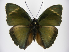 Euphaedra vicina vicina