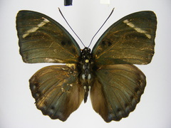 Euphaedra vicina vicina