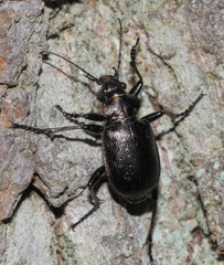 Calosoma inquisitor
