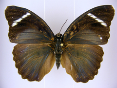 Euphaedra vicina vicina