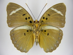 Euphaedra vicina vicina