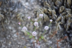 Eriogonum nortonii
