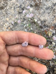Eriogonum nortonii