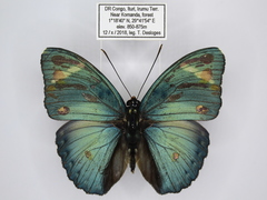 Euphaedra vicina vicina