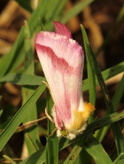 Schinia gaurae