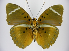Euphaedra vicina vicina