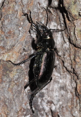 Calosoma inquisitor