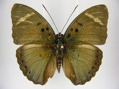 Euphaedra vicina vicina