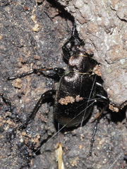 Calosoma inquisitor