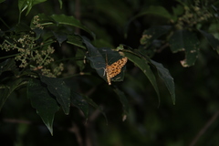 Epobeidia tigrata tigrata