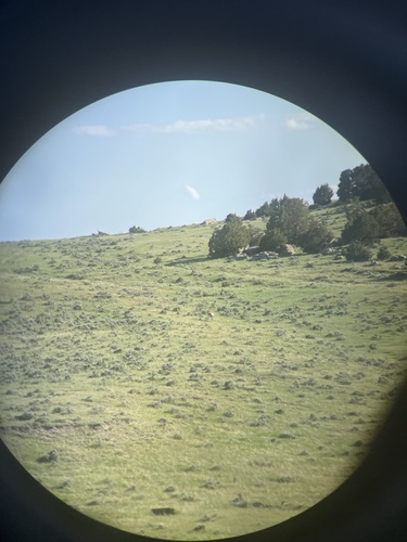 Pronghorn