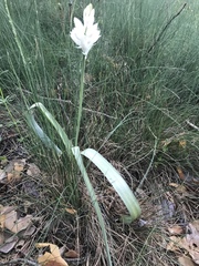 Ornithogalum concinnum