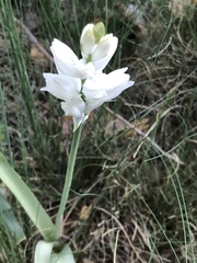 Ornithogalum concinnum