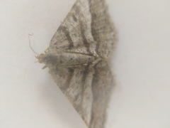 Isturgia murinaria