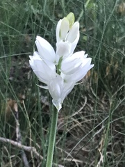 Ornithogalum concinnum