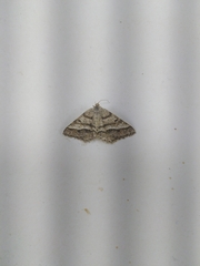 Isturgia murinaria
