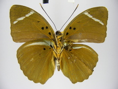 Euphaedra vicina vicina