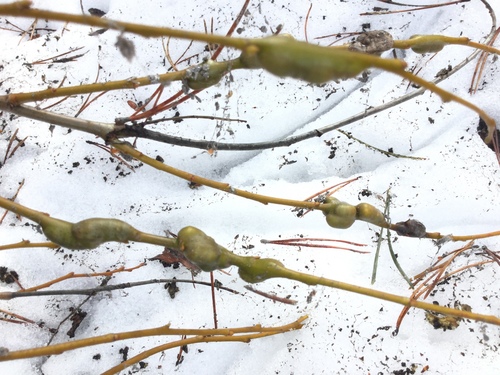 iNaturalist observation photo of Euura lemmoniae