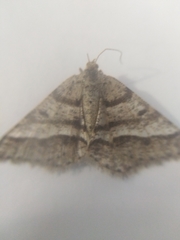Isturgia murinaria