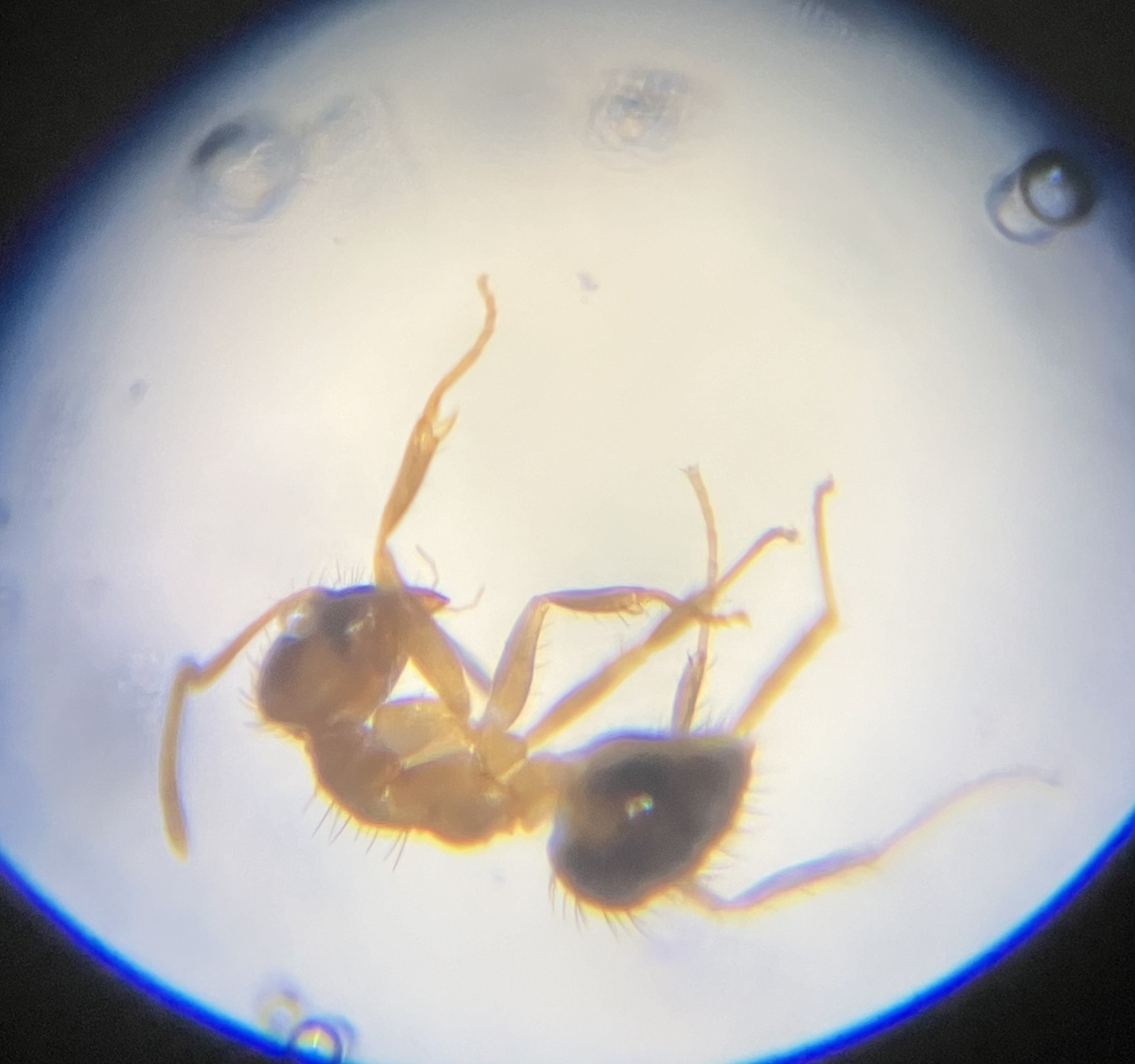 Nylanderia kraepelini