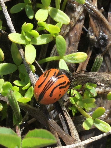 iNaturalist observation photo of Calligrapha sigmoidea